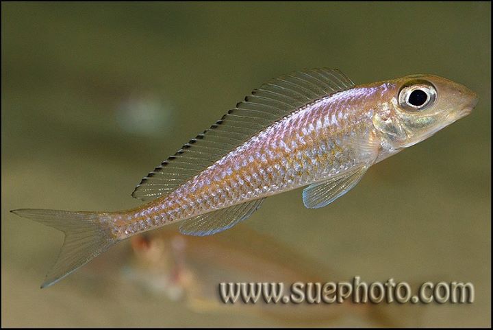 Asprotilapia leptura 'Tembwe (Deux)'